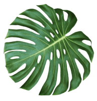 jungle-monstera-leaf-isolated-on-white-background-FL4M8JZ.png